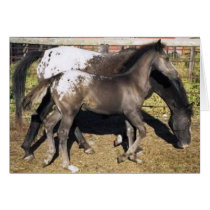 Appalosa mare & foal cards by UnitedPegasus Appalosa mare & foal cards