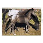 Appalosa mare & foal greeting card