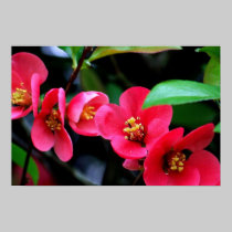 Applauding Spring posters