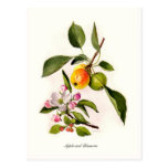 Apple and Blossom Post Card