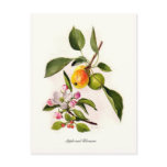 Apple and Blossom Post Card
