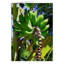 Apple Bananas Card