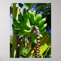 Apple Bananas Poster
