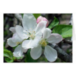 Apple Blooms cards