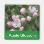 apple blossom and green leaves magnet