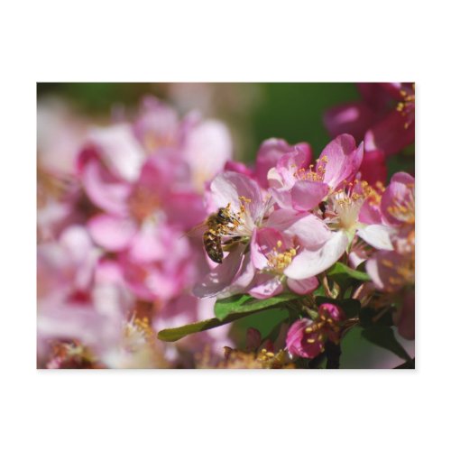 Apple Blossom and Honey Bee Postcard zazzle_postcard