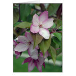 Apple Blossom Birthday Card