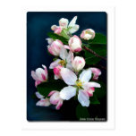 Apple Blossom Branch postcards