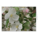 Apple Blossom cards by vanias Apple Blossom cards
