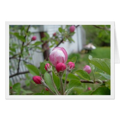 Apple Blossom Cards by oculus42