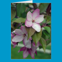 Apple Blossom Card cards