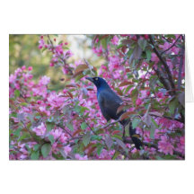 Apple Blossom Grackle Card