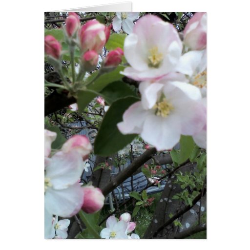 Buy apple e greeting cards - Apple Blossom Greeting Card