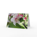 Apple Blossom| Greeting Cards by celtxian Apple Blossom| Greeting Cards