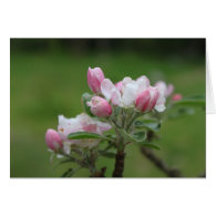 Apple blossom note card