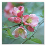 apple, tree, branch, flower, blossom, summer,