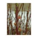 Apple Blossom postcards by designcreatology Apple Blossom postcards