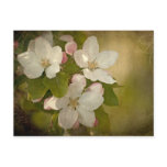 Apple Blossom Postcard