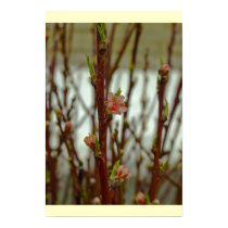 Apple Blossom posters by designcreatology Apple Blossom posters