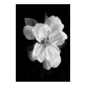 Apple blossom posters