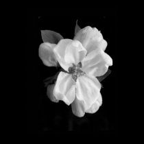 Apple blossom posters