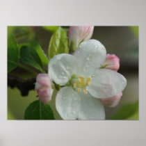 Apple Blossom Poster-Print - see choices