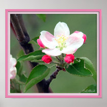 Apple Blossom Poster; Watercolor Impressionistic