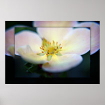 Apple Blossom print