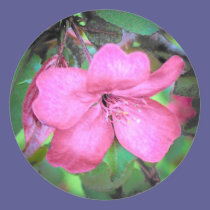 Apple Blossom stickers