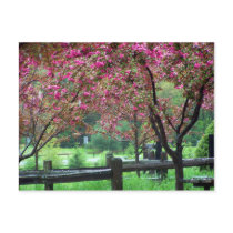 Apple Blossom Time postcards by dduhaime55 Apple Blossom Time postcards