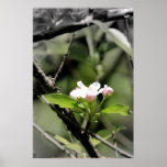 apple blossoms 10 print