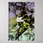 apple blossoms 11 posters