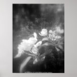 apple blossoms #2, black and white posters