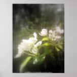 apple blossoms #2, focal black and white poster