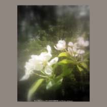 apple blossoms #2, focal black and white posters