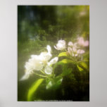 apple blossoms #2 poster