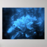 apple blossoms #3, blue tint posters