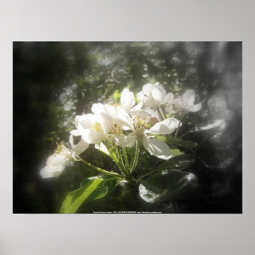 apple blossoms #3, focal black and white poster