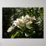 apple blossoms #3 poster