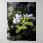 apple blossoms #6 print