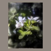 apple blossoms #6 posters