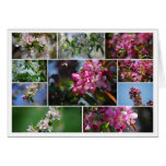 Apple Blossoms and Honey Bees Collage Cards