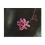 Apple Blossoms and their meaning Postcards