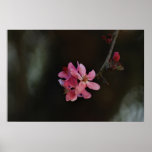 Apple Blossoms and their meaning Poster