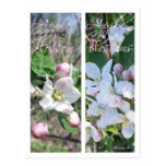 APPLE BLOSSOMS BOOKMARKS POST CARD