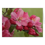 Apple Blossoms Cards