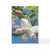 APPLE BLOSSOMS Greeting Card Spring Greeting Cards by Basleeartprintgifts APPLE BLOSSOMS Greeting Card Spring Greeting Cards