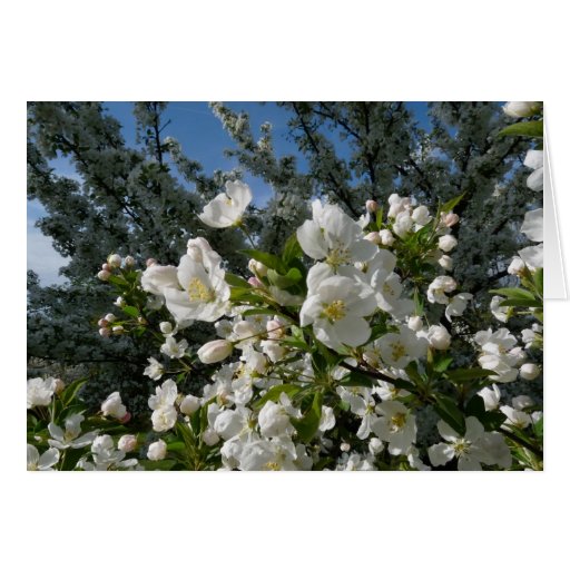Buy apple e greeting cards - Apple Blossoms Greeting Cards