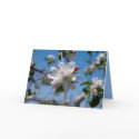 Apple Blossoms in Palisade, Colorado cards by bluerabbit Apple Blossoms in Palisade, Colorado cards