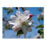 Apple Blossoms in Palisade, Colorado Postcards